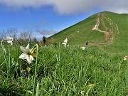 41 'Sfilata' di narcisi in Linzone